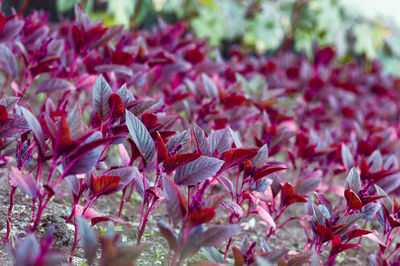 Close-up of autumnal leaves