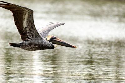 Brown pelican pelecanus occidentalis in a marsh on marco island, florida in winter