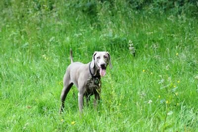 Portrait of dog running on grass