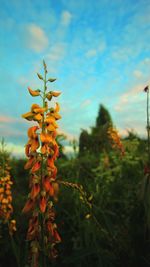 Close-up of plant growing on field at sunset