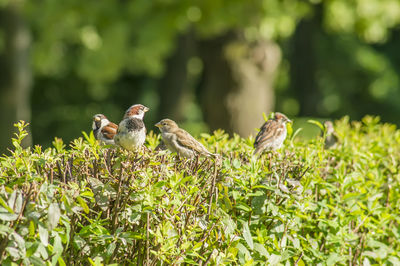 Birds perching on a plant