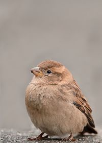 Close-up of a bird