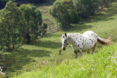 View of a horse on field