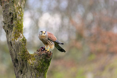 Male kestrel, falco tinnunculus, perched on a tree stump