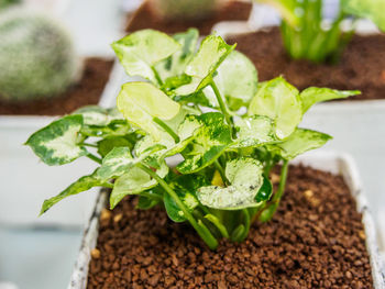 Close-up of fresh vegetables on table