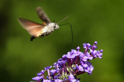 Hummingbird hawk-moth hovering above the flower, brijuni national park