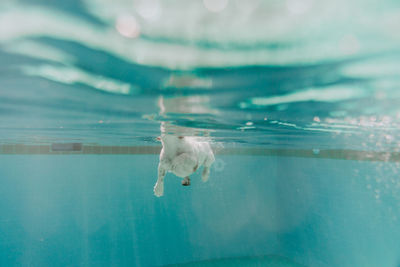 View of jellyfish swimming in sea