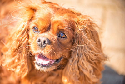 Close-up portrait of dog