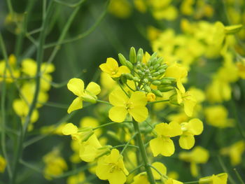 Close-up of yellow flowering plant