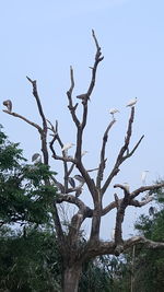 Low angle view of bare tree against clear sky