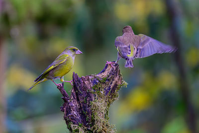 Greenfinch, chloris chloris, perched on a dead branch covered in moss, another coming in to land