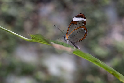 Close-up of insect on plant