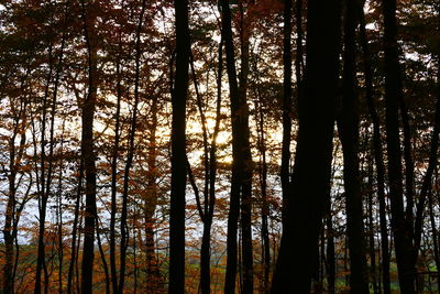 Full frame shot of trees against sky