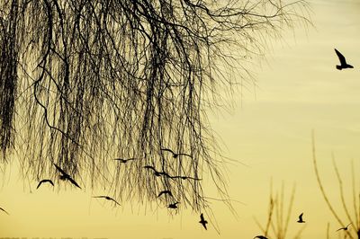 Silhouette birds on bare tree against sky