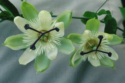 Close-up of white flower