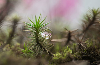 Close-up of fresh plants