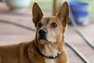 Adorable dixie dingo dog panting and running, western australia