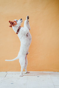 White dog looking away against wall