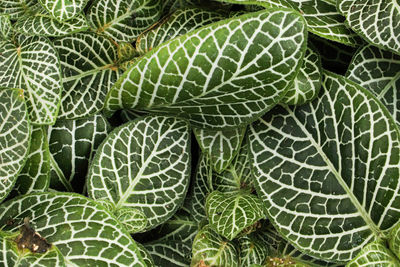 Macro of detailed veins on nerve plant leaves.