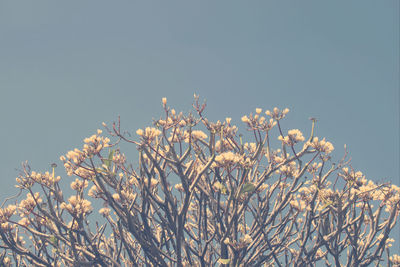 Low angle view of cherry blossom against clear sky