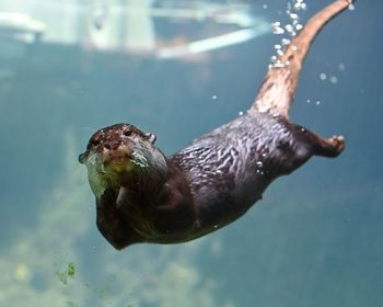 Close-up of turtle swimming in sea