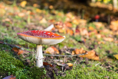 Mushroom on autumn