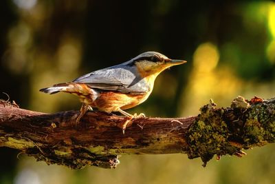 Close-up of bird perching on branch