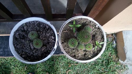 High angle view of potted plants in greenhouse