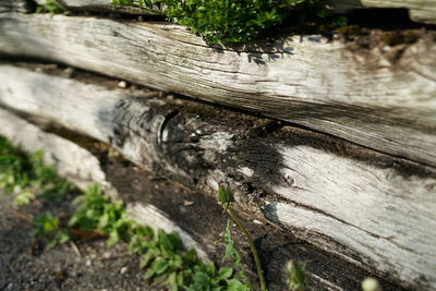 Close-up of tree trunk