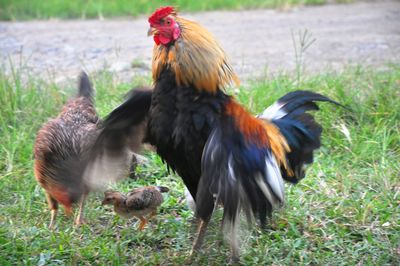 A rooster with a hen and chicks looking for food in the grass