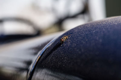 Close-up of insect on metal