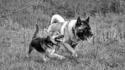 View of two dogs on field