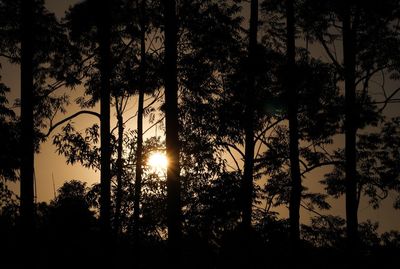 Sunlight streaming through silhouette trees in forest during sunset