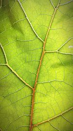 Full frame shot of green leaves