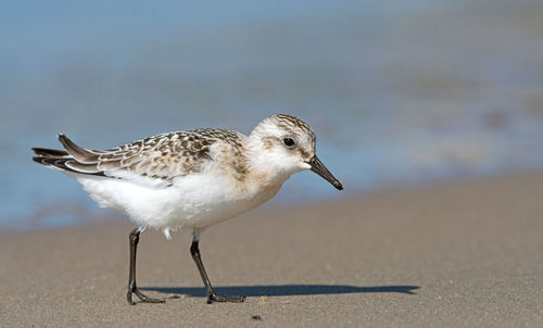 Close-up of seagull on beach