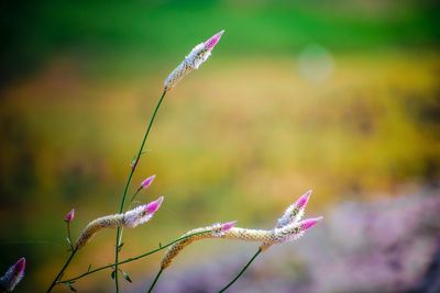 Close-up of purple flowering plant