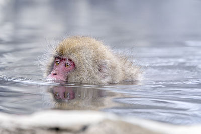 Monkey swimming in a lake