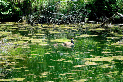 View of ducks swimming in lake