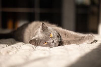Portrait of lying gray cat with orange eyes close-up. british blue shorthair cat. selective focus