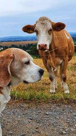 Cows standing in a field