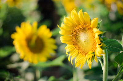 Close-up of yellow flower