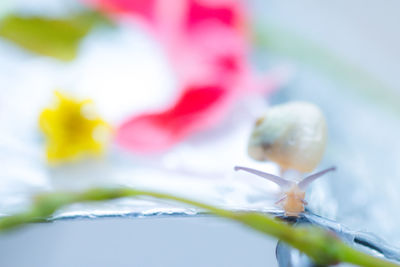 Close-up of insect on flower
