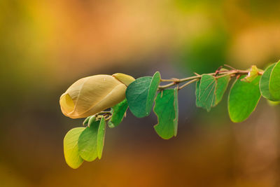 Close-up of leaves on plant