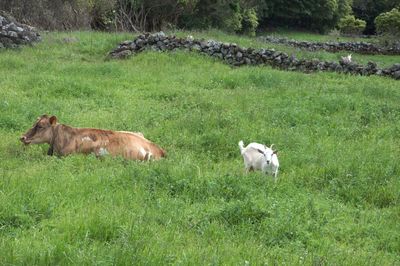 Cow and goat on grassy meadow