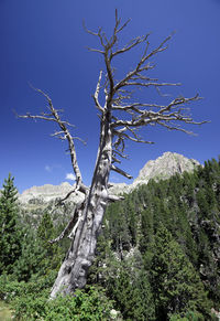 Low angle view of bare tree against sky