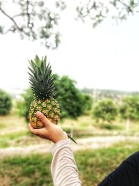 Close-up of hand holding fruit on field