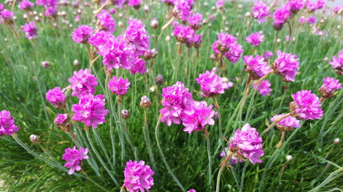 Close-up of pink flowers on field