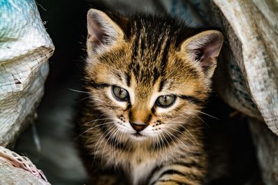 Close-up portrait of tabby kitten