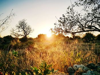 Plants growing on field against sky during sunset