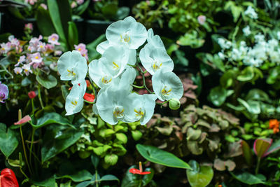 Close-up of white flowering plant